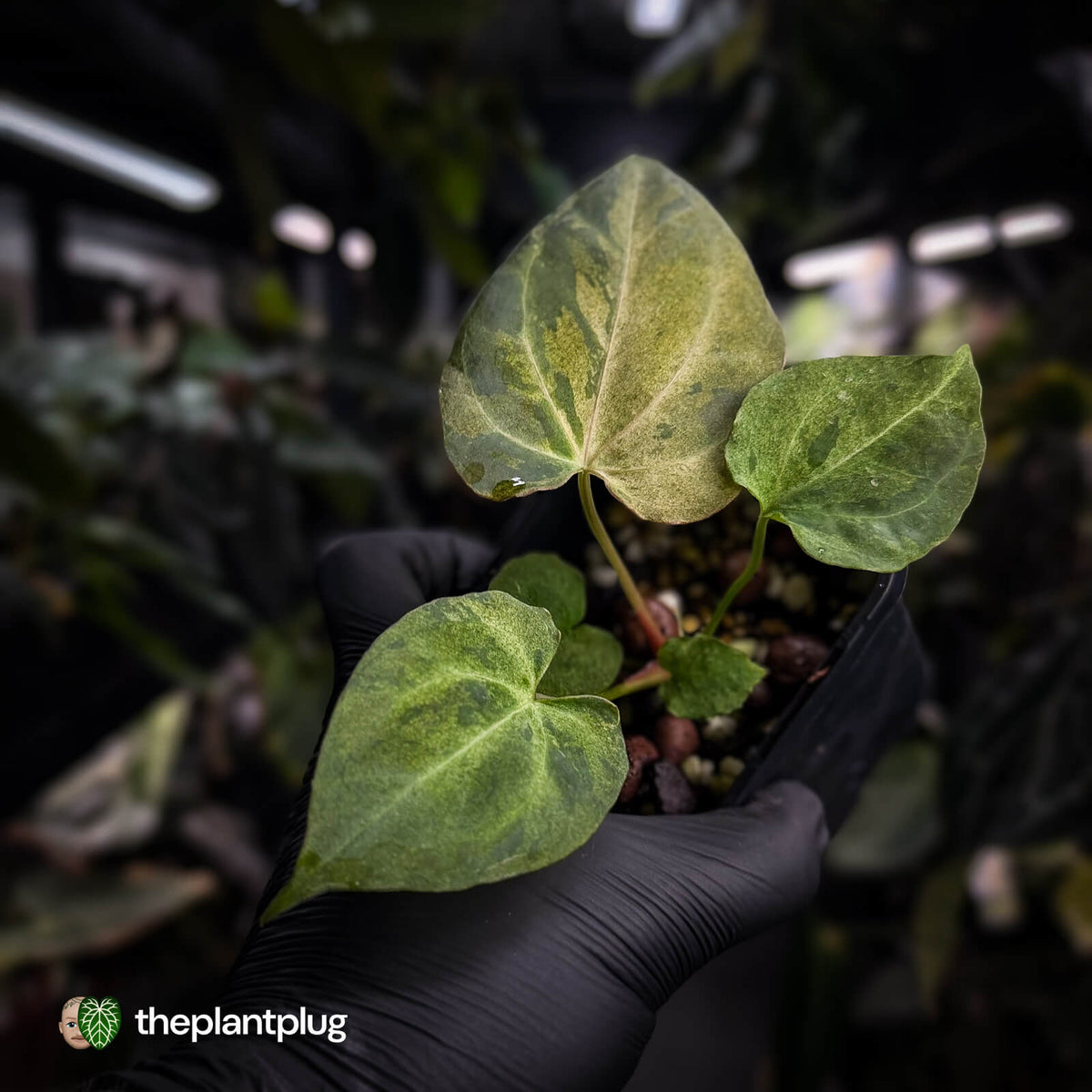 Anthurium ('Blackx' x 'Hoffx') x ('Black' x) • mint variegated