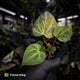 Anthurium ('Blackx' x 'Hoffx') x ('Black' x) • mint variegated
