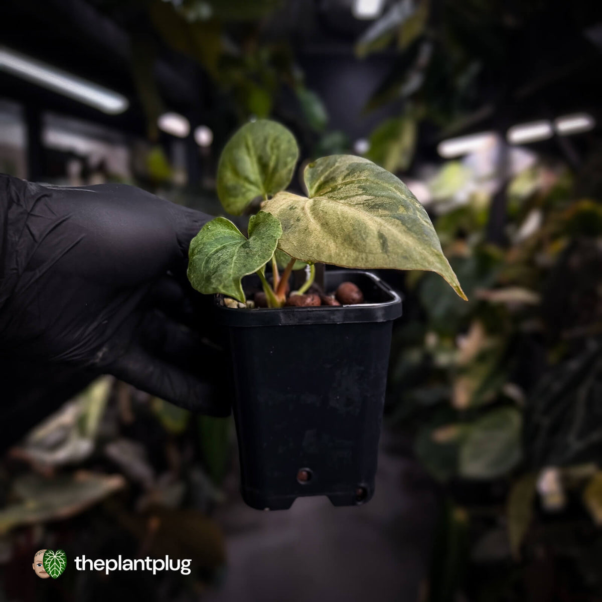 Anthurium ('Blackx' x 'Hoffx') x ('Black' x) • mint variegated