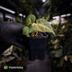 Anthurium ('Blackx' x 'Hoffx') x ('Black' x) • mint variegated