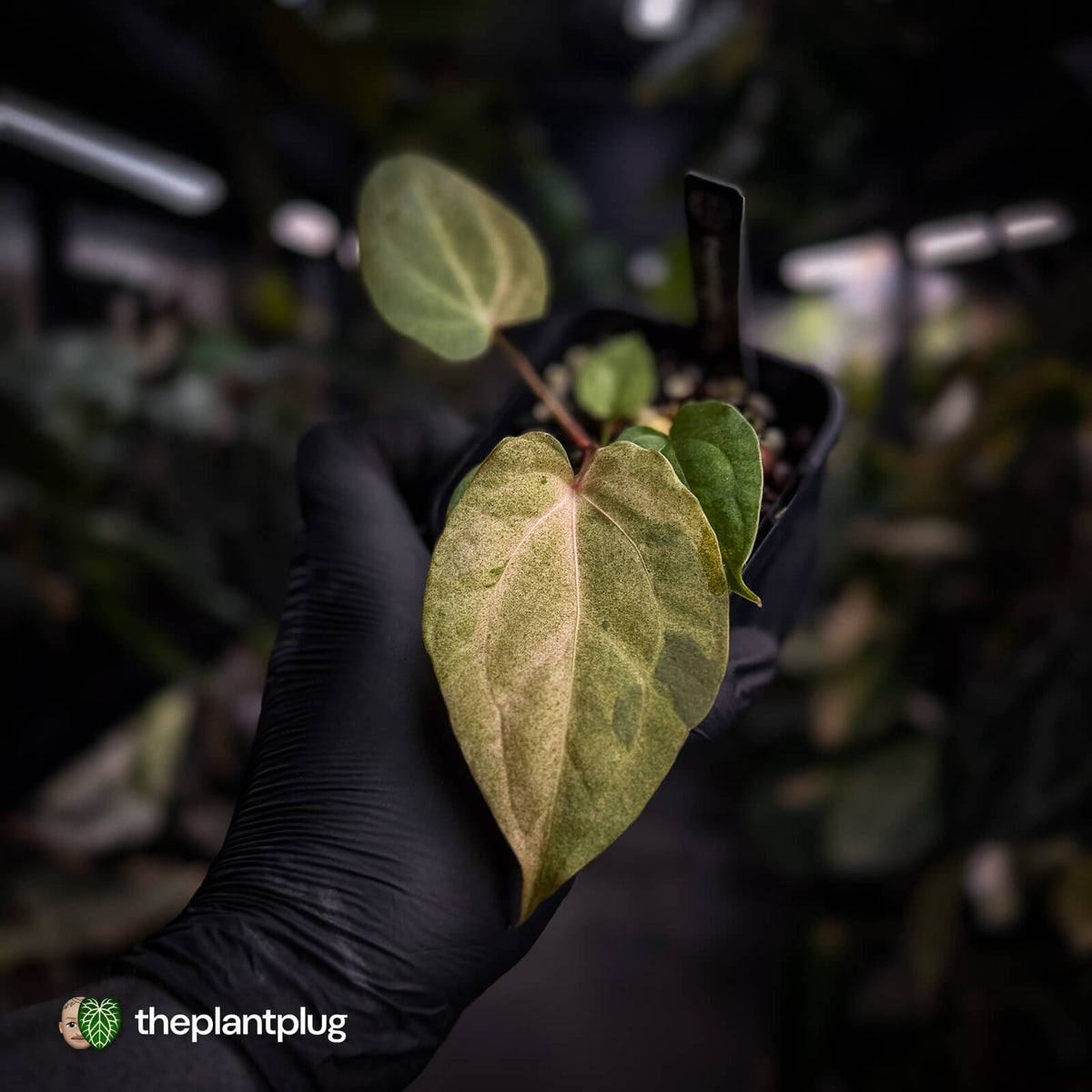 Anthurium ('Blackx' x 'Hoffx') x ('Black' x) • pink mint variegated