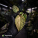 Anthurium ('Blackx' x 'Hoffx') x ('Black' x) • pink mint variegated