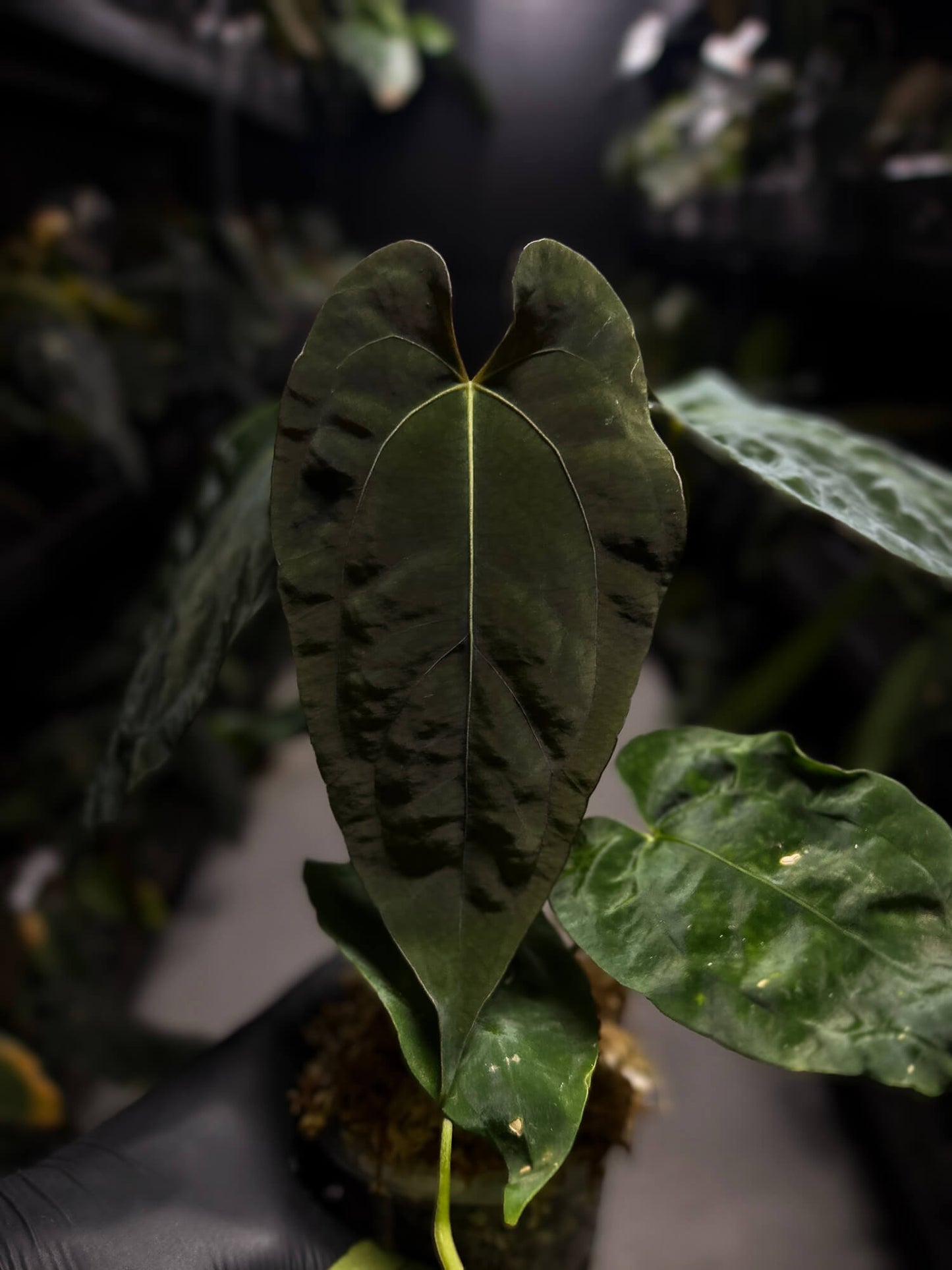 Anthurium 'Dropbear' x
