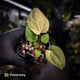 Anthurium ('Blackx' x 'Hoffx') x ('Black' x) • pink mint variegated