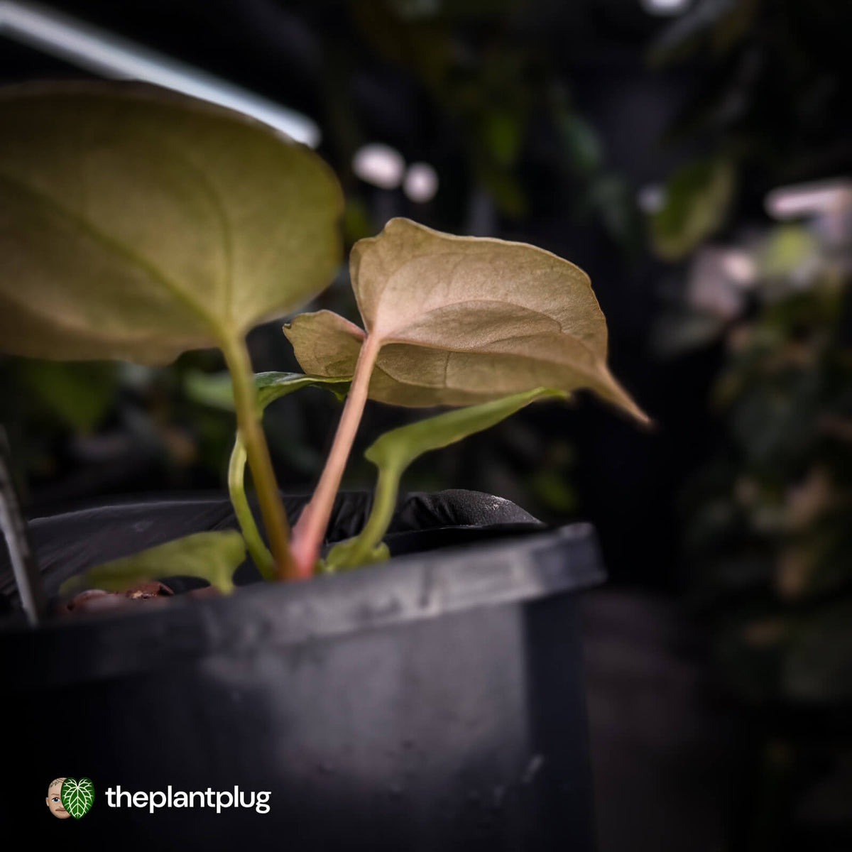 Anthurium ('Blackx' x 'Hoffx') x ('Black' x) • pink mint variegated