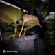 Anthurium ('Blackx' x 'Hoffx') x ('Black' x) • pink mint variegated