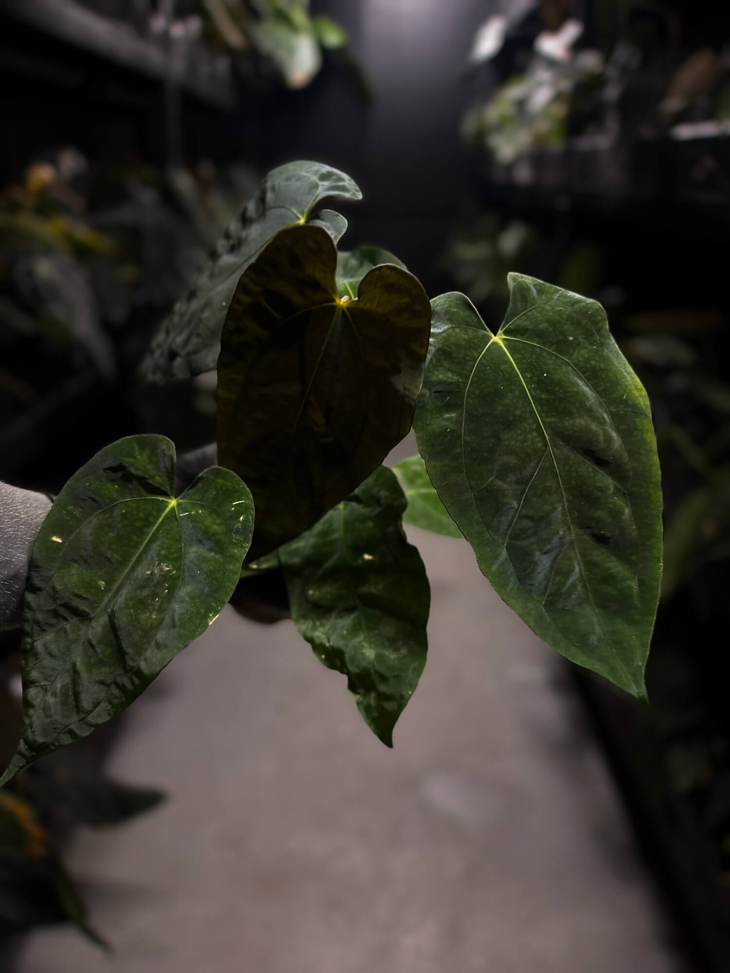 Anthurium 'Dropbear' x