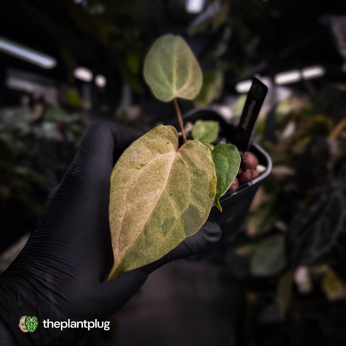 Anthurium ('Blackx' x 'Hoffx') x ('Black' x) • pink mint variegated