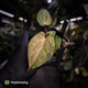 Anthurium ('Blackx' x 'Hoffx') x ('Black' x) • pink mint variegated