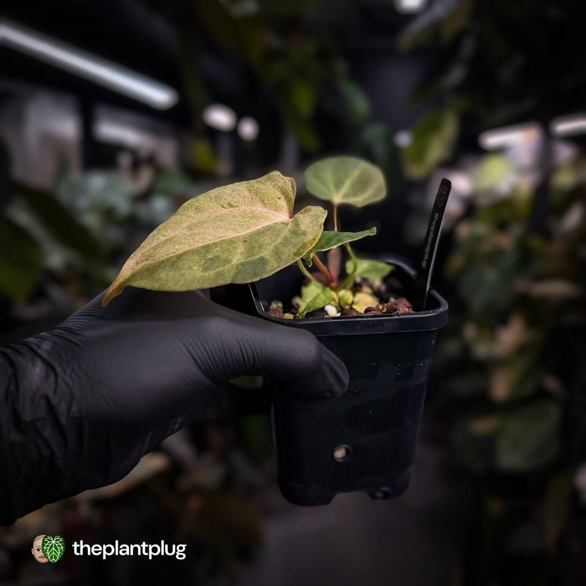 Anthurium ('Blackx' x 'Hoffx') x ('Black' x) • pink mint variegated