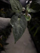 Anthurium #UluruDreams