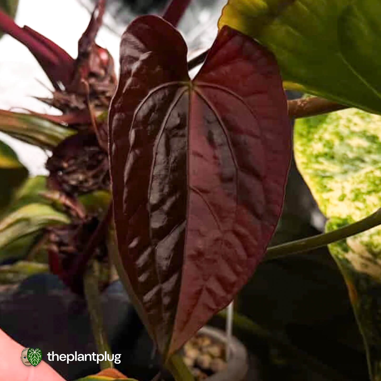 Anthurium 'Hemera' • variegated 🦄 – The Plant Plug