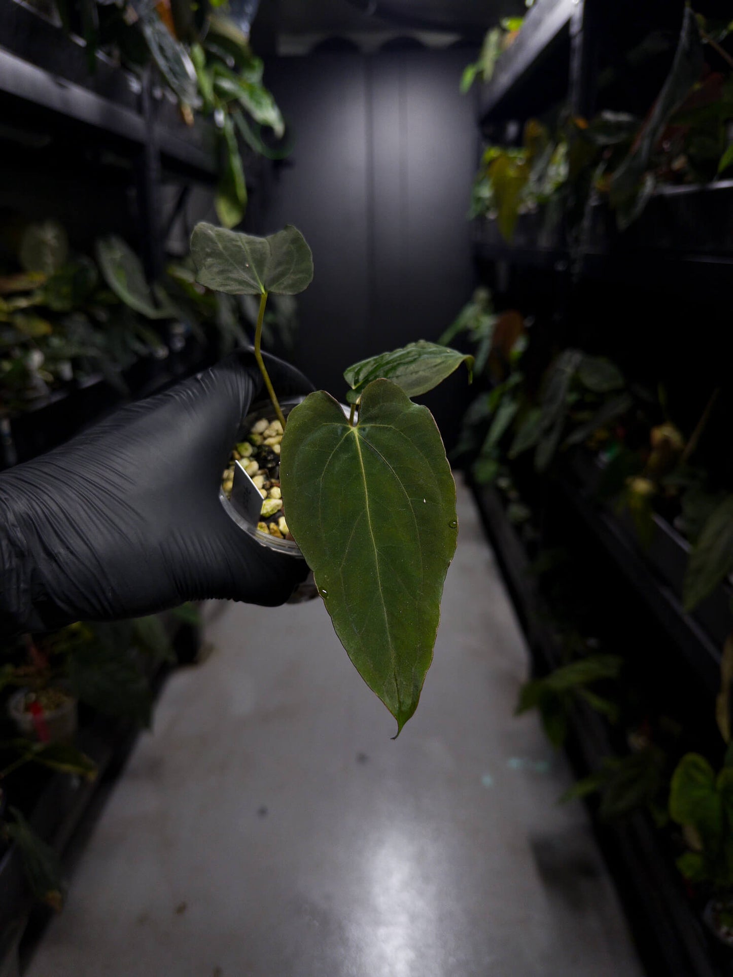 Anthurium papillilaminum 'green abaxial' x papillilaminum ex. LAS '2' • select holdback