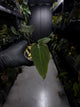 Anthurium papillilaminum 'green abaxial' x papillilaminum ex. LAS '2' • select holdback