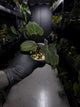 Anthurium papillilaminum 'green abaxial' x papillilaminum ex. LAS '2' • select holdback
