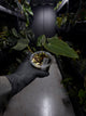 Anthurium papillilaminum 'green abaxial' x papillilaminum ex. LAS '2' • select holdback
