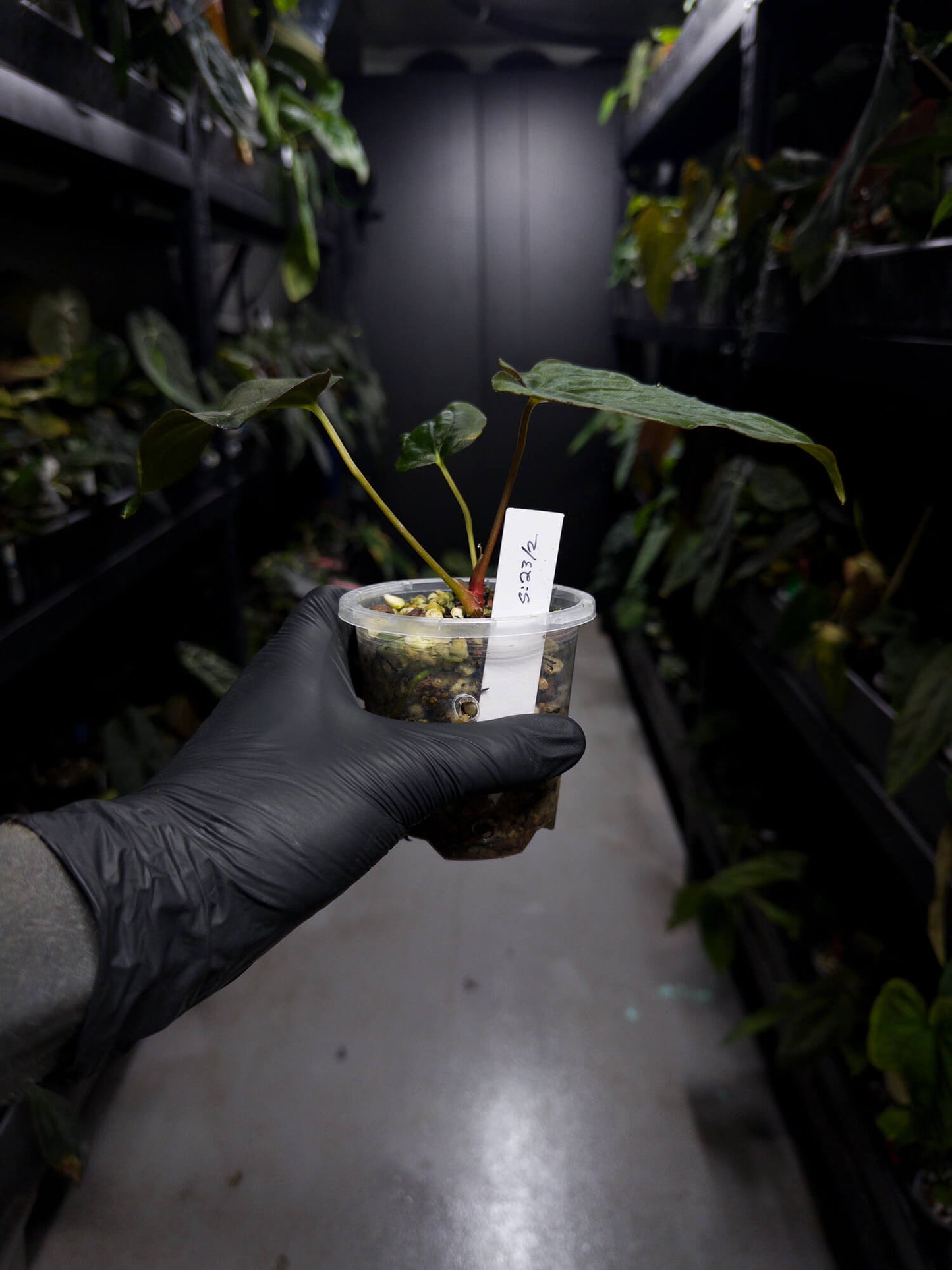 Anthurium papillilaminum 'green abaxial' x papillilaminum ex. LAS '2' • select holdback
