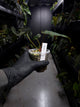 Anthurium papillilaminum 'green abaxial' x papillilaminum ex. LAS '2' • select holdback