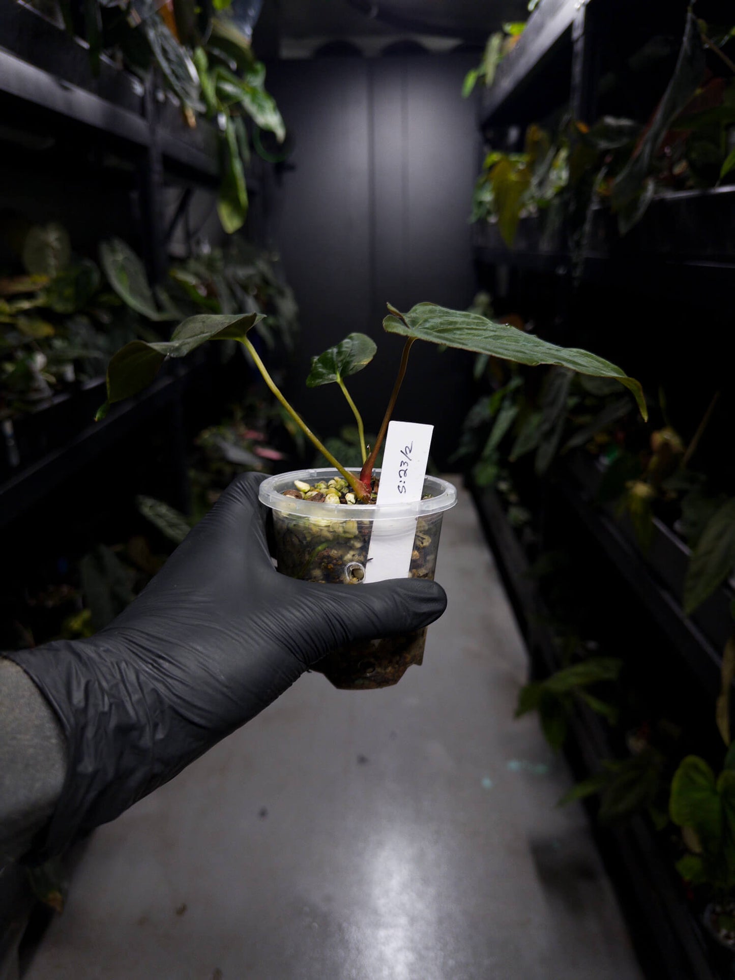 Anthurium papillilaminum 'green abaxial' x papillilaminum ex. LAS '2' • select holdback