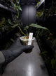 Anthurium papillilaminum 'green abaxial' x papillilaminum ex. LAS '2' • select holdback