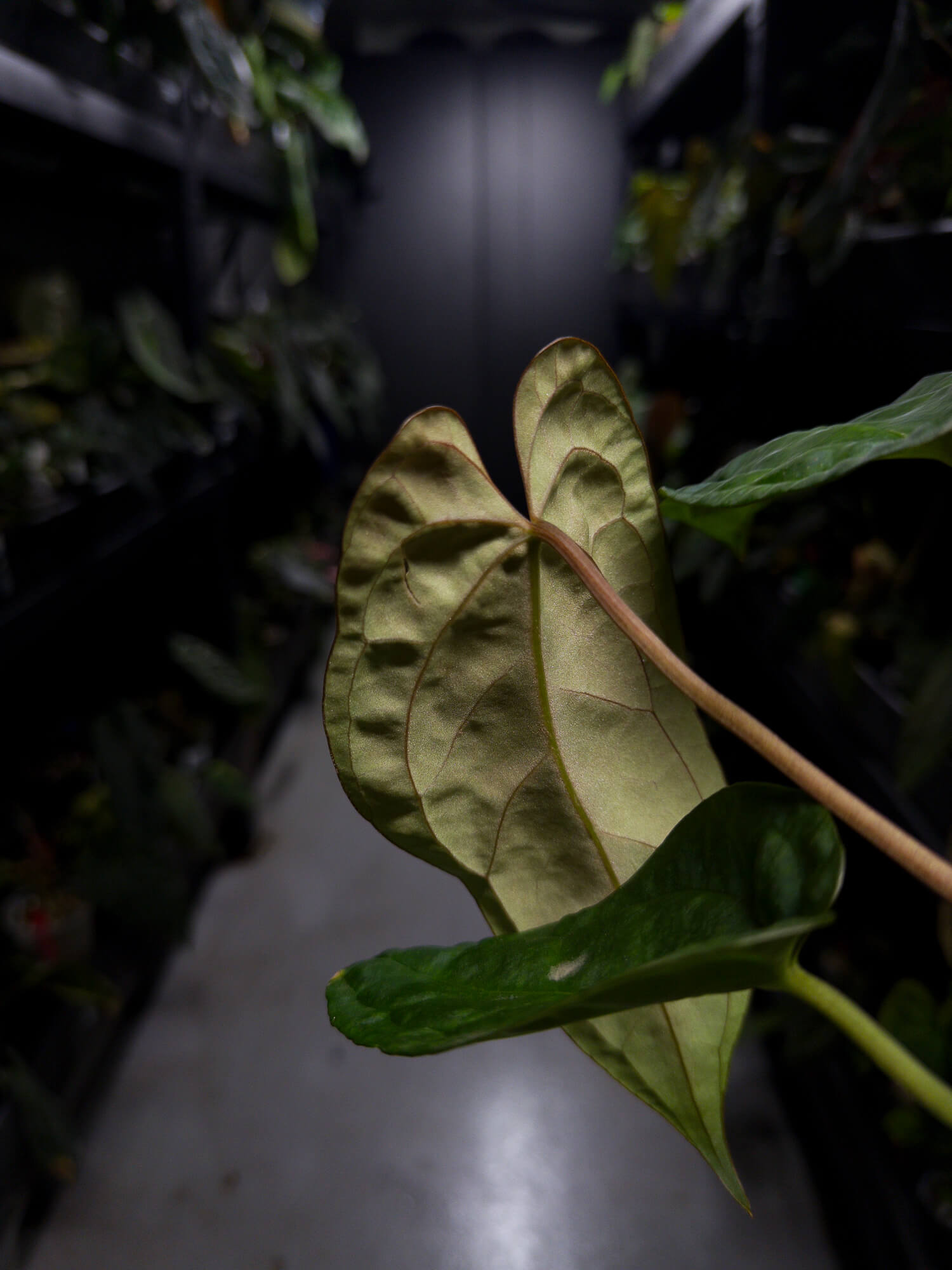 Anthurium #moloch • #TwinPhoenix 'Narrow' x 'Dropbear'