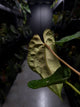 Anthurium #moloch • #TwinPhoenix 'Narrow' x 'Dropbear'