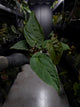 Anthurium #moloch • #TwinPhoenix 'Narrow' x 'Dropbear'