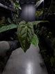 Anthurium #moloch • #TwinPhoenix 'Narrow' x 'Dropbear'
