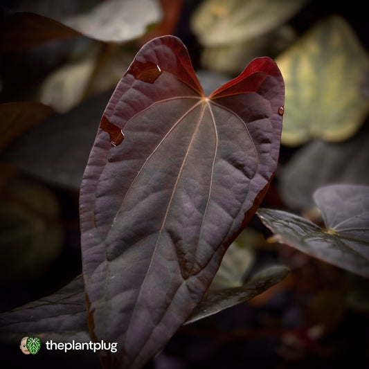 Anthurium 'Michelin Man' x (papillilaminum x luxurians) • gorgeous emergents