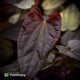 Anthurium 'Michelin Man' x (papillilaminum x luxurians) • gorgeous emergents