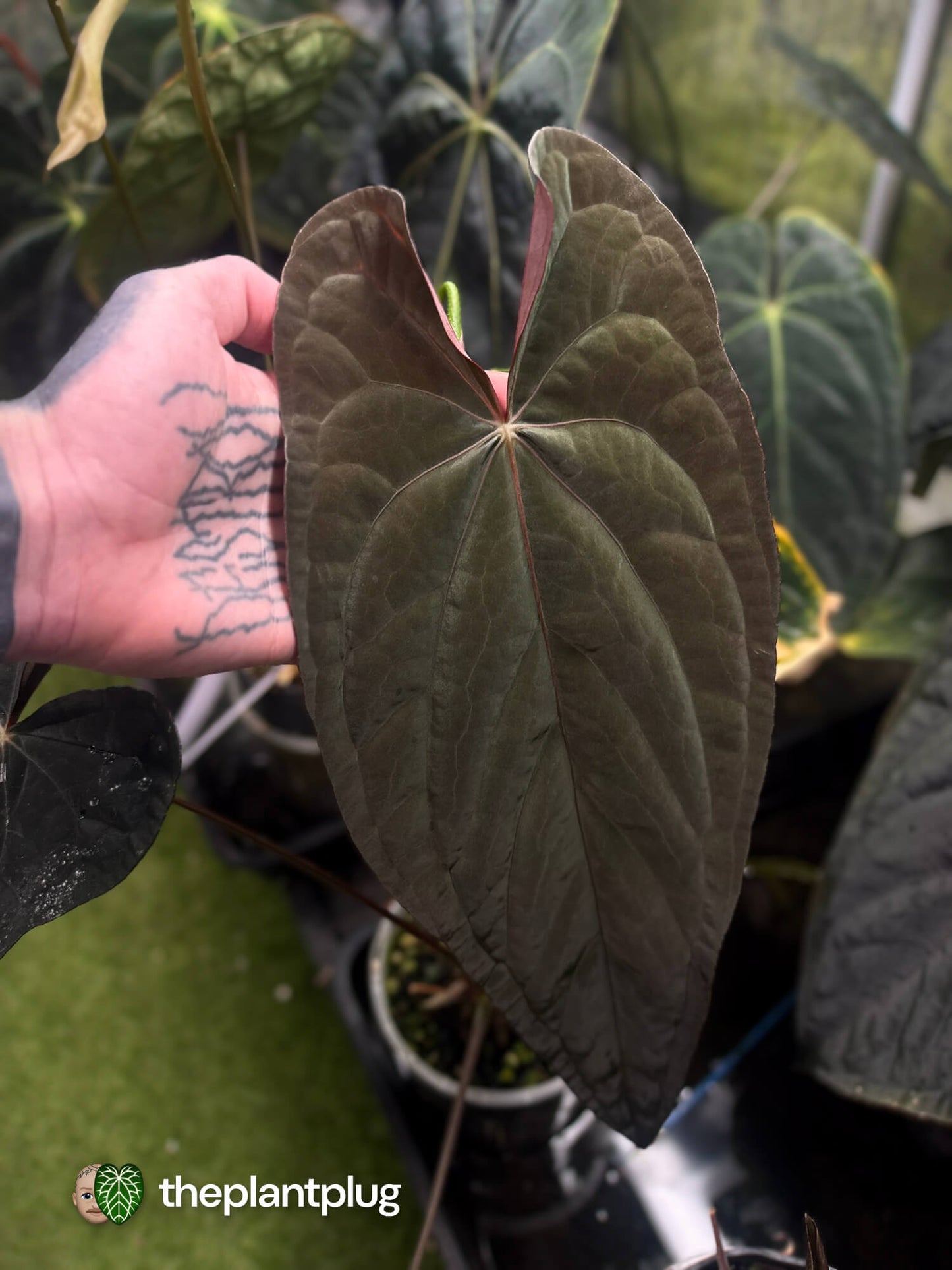 Anthurium #TwinPhoenix 'Narrow' • select clone
