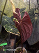 Anthurium #TwinPhoenix 'Narrow' • select clone