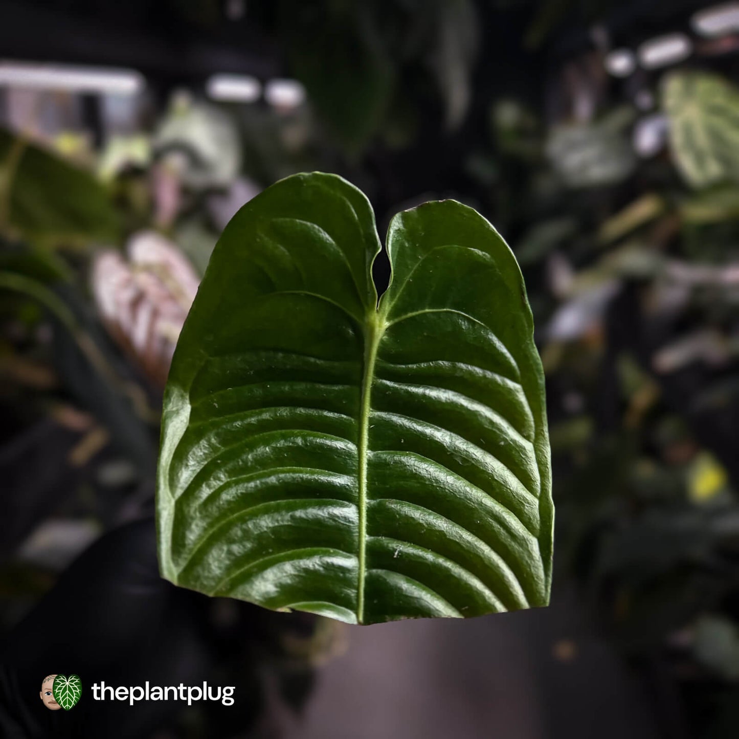 Anthurium veitchii 'Narrow Form'