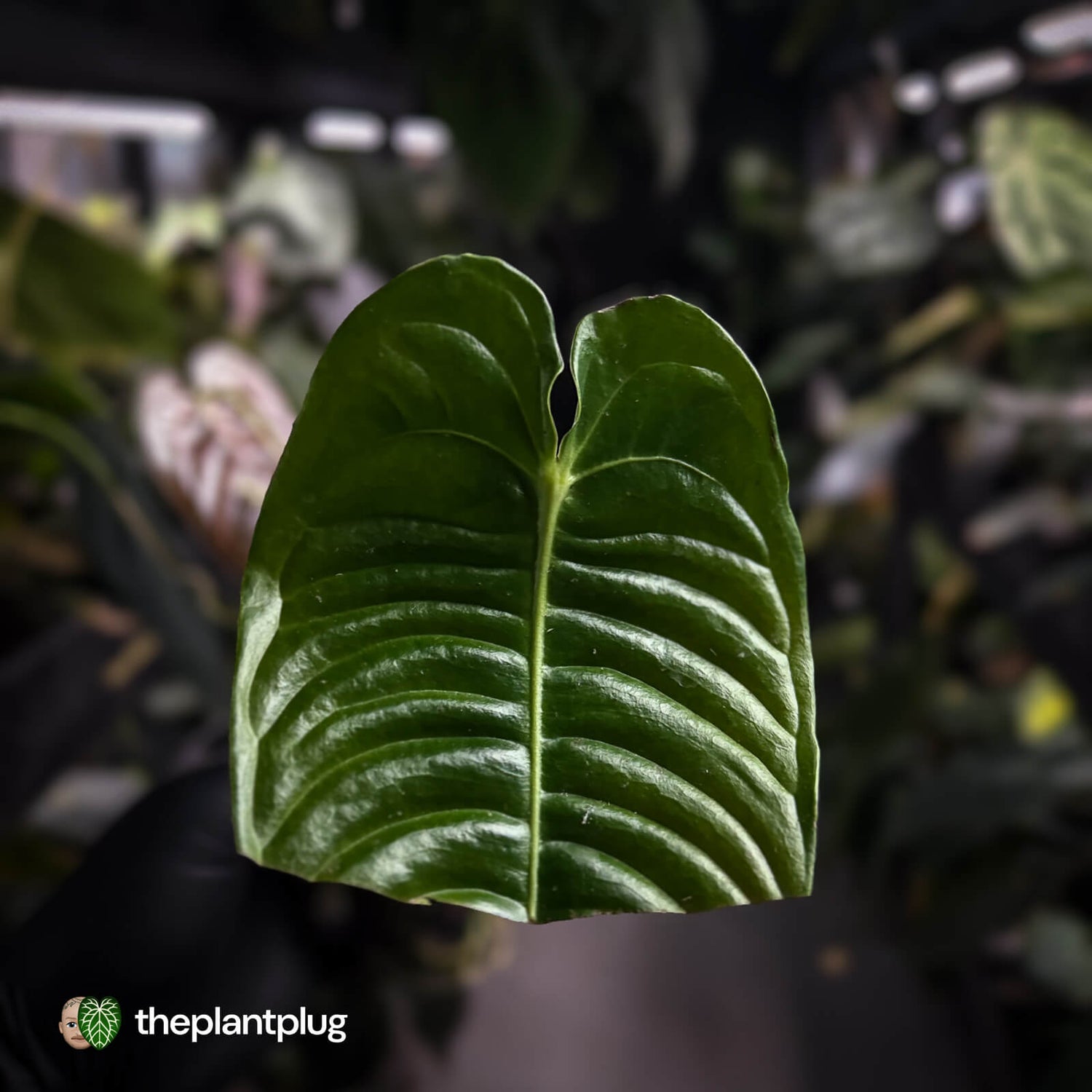 Anthurium veitchii 'Narrow Form'