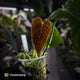 Anthurium veitchii 'Narrow Form'
