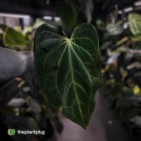 Anthurium NOID • spidery veins