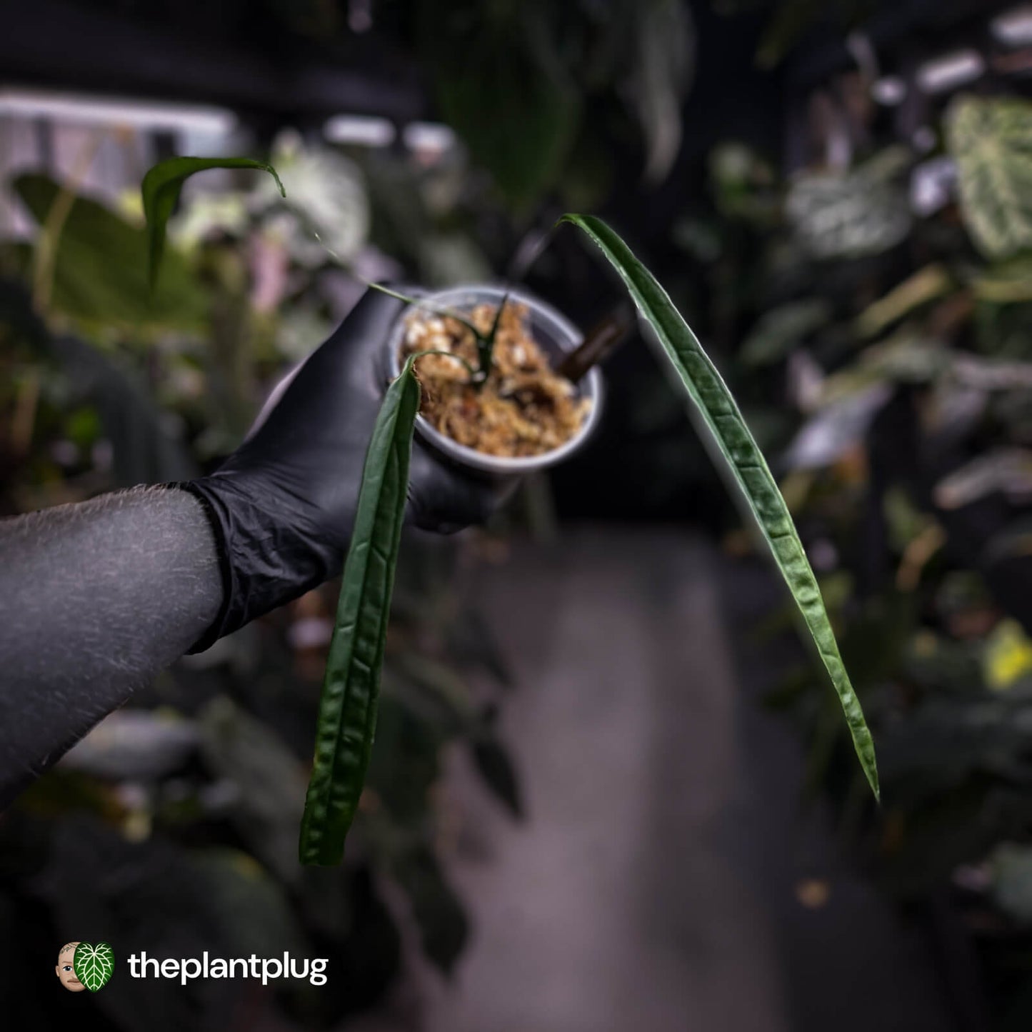 Anthurium lutheri • rarely offered