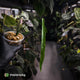 Anthurium lutheri • rarely offered