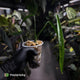 Anthurium lutheri • rarely offered