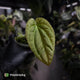 Anthurium (crystallinum x radicans) 'Fusion'