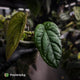 Anthurium (crystallinum x radicans) 'Fusion'