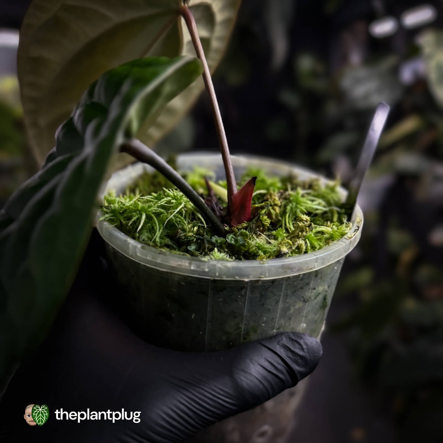 Anthurium (crystallinum x radicans) 'Fusion'