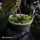 Anthurium (crystallinum x radicans) 'Fusion'