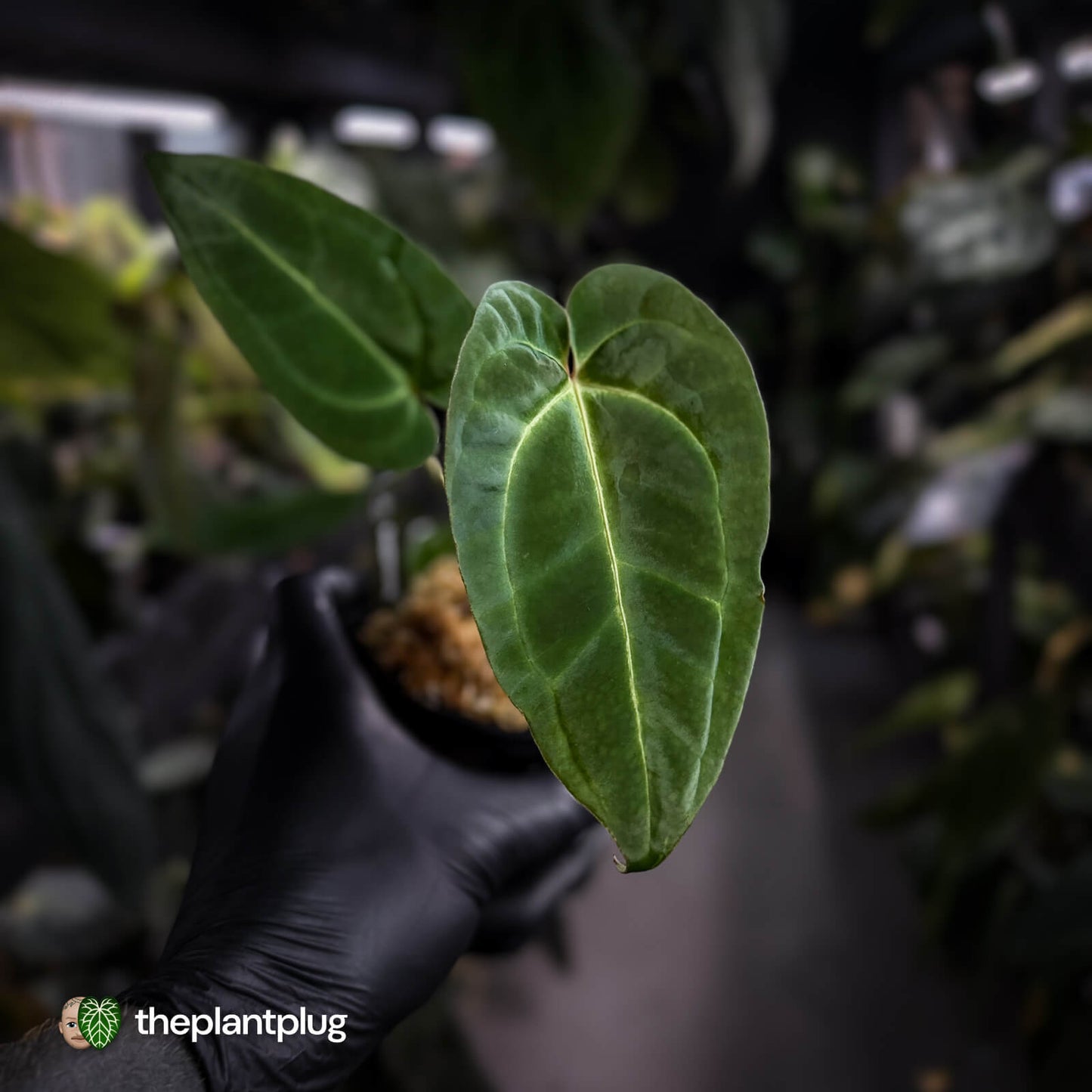 Anthurium (regale x 'SKG hybrid') x besseae aff