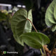 Anthurium (regale x 'SKG hybrid') x besseae aff
