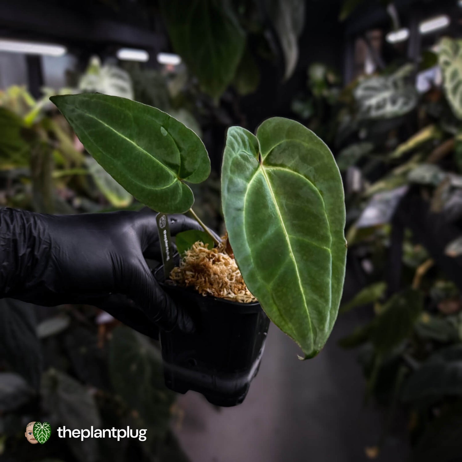 Anthurium (regale x 'SKG hybrid') x besseae aff
