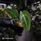 Anthurium (regale x 'SKG hybrid') x besseae aff