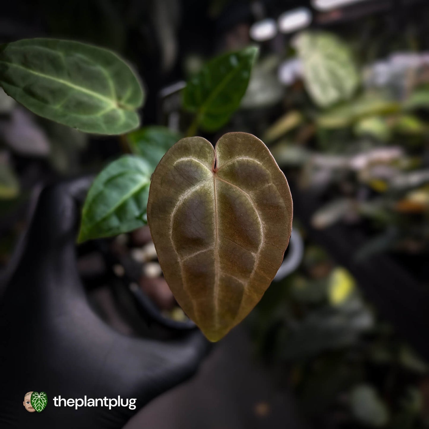 Anthurium (regale x 'SKG hybrid') x besseae aff