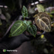 Anthurium (regale x 'SKG hybrid') x besseae aff