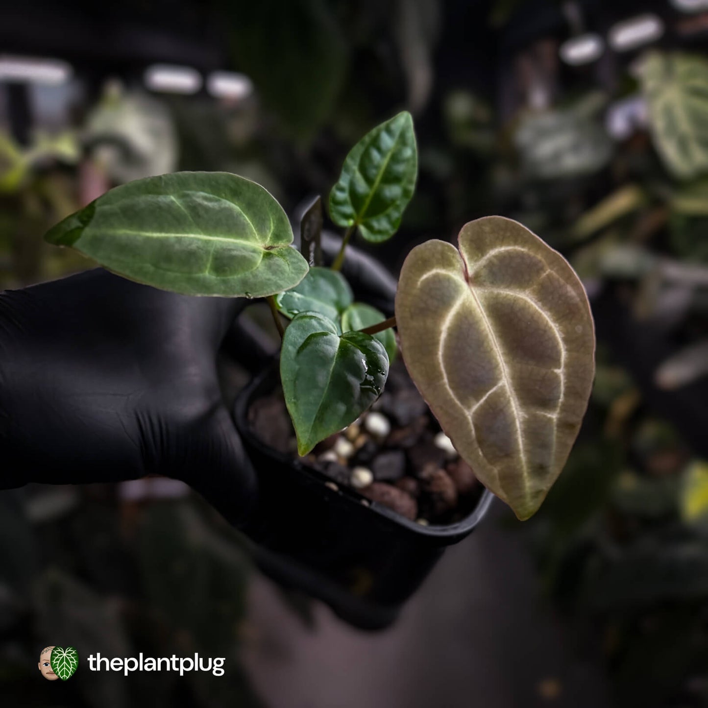 Anthurium (regale x 'SKG hybrid') x besseae aff